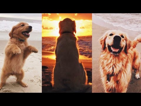 Happy Dogs on Beach🐶⛱🏝