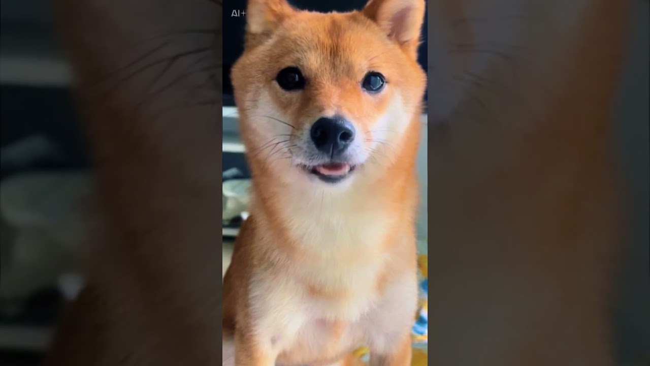 APTを歌う豆柴 #アパツ #柴犬