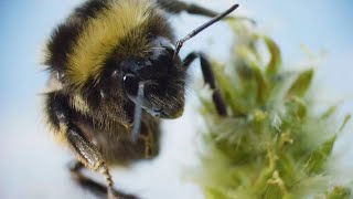 Are Arctic Bees in Trouble? | Our Frozen Planet | BBC Earth
