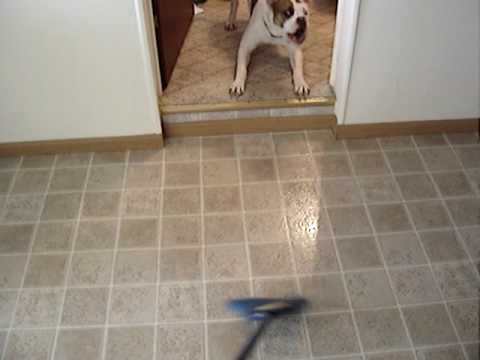 YouTube video about: Why are dogs afraid of brooms?