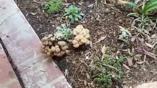 What to Do When You See Oak Root Fungus on Your Property