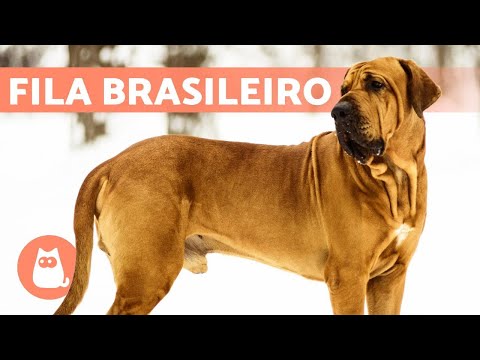 , title : 'Raza de Perro FILA BRASILEÑO 🔥 Características, Cuidados y MÁS'