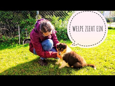 EIN WELPE ZIEHT EIN🥰 VOM KENNENLERNEN BIS ZUR ABHOLUNG #americancollie
