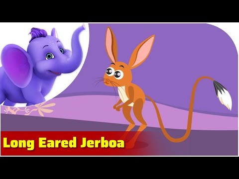 Long Eared Jerboa / Weird Animal Songs / Appu Series