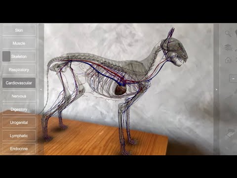3D Cat Anatomy Video