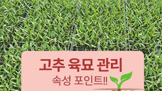 고추 육묘 관리 "잘키운 고추가 전쟁터에서도 이긴다"