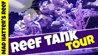 Waterbox Reef Tank Tour