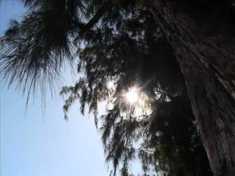 Zetwal katrer - filao ( nouvelle version )