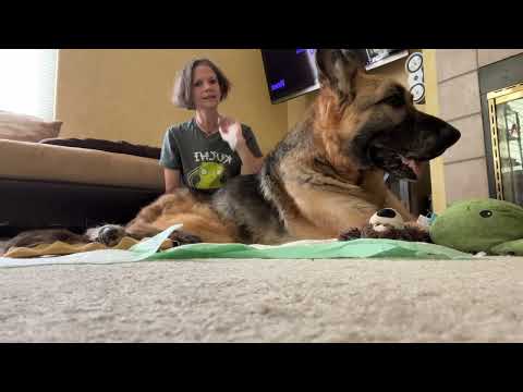 How to flip a large dog over. Flipping a large dog that is paralyzed, or, down in the back.