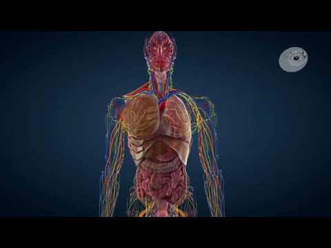 Bewegungssystem I Der menschliche Körper I Computeranimation