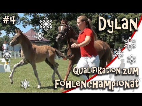Dylan auf der Qualifikation zum deutschen Fohlenchampionat in Voerde