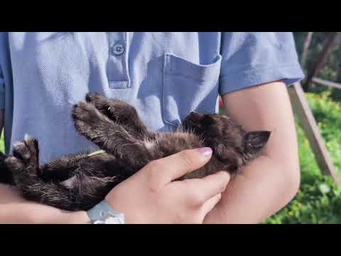 British shorthair kittens - Image 2