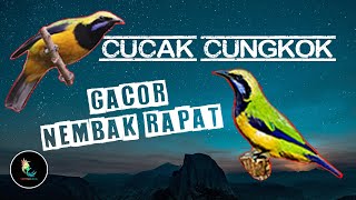 Download lagu Masteran Cucak Cungkok Gacor Tembakan Rapat mp3