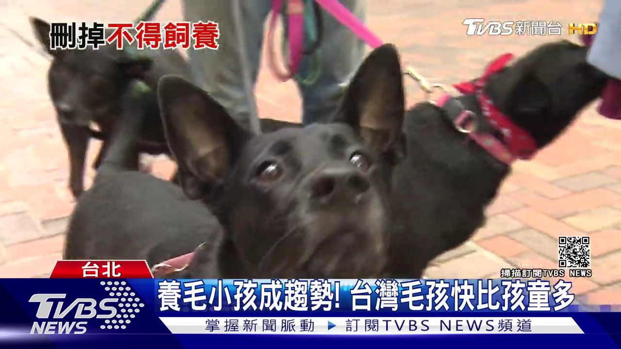 貓奴、狗奴福音！　立委提修法擬刪社區「不得飼養動物」字眼