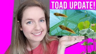100+ Baby Frog/Tadpole Update