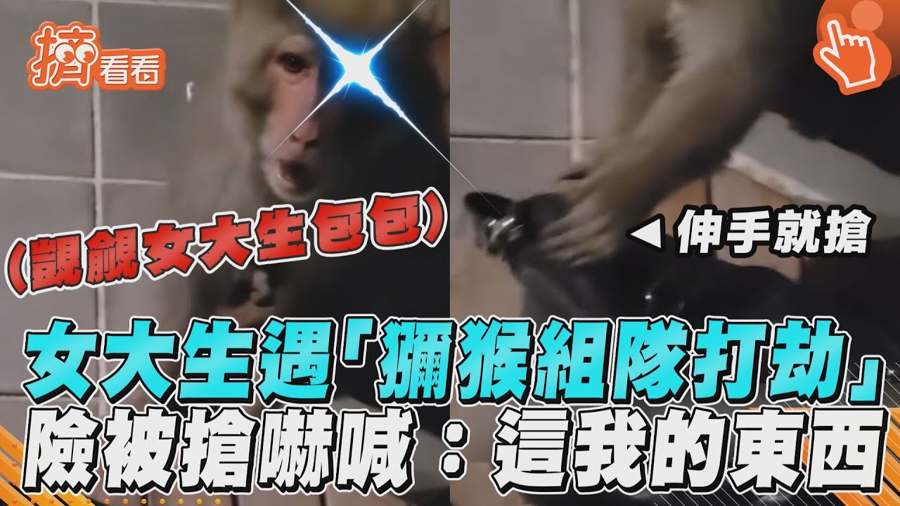 影音/女大生遇「獼猴組隊打劫」 險被搶嚇喊:這我的東西