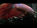 Barney Tribute Video