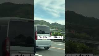 愛媛県大洲市の山の中にホグワーツ城見つけた！ #movie #music #shorts #shortvideo #song #travel #田舎暮らし #ハリーポッター #ホグワーツ