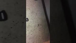 Bed Bug Heat Treatment carnage