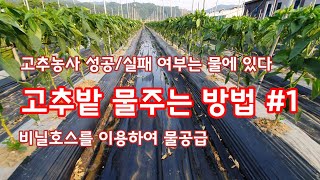 고추밭 물주는 방법 물대기 가뭄해소를 위해 비닐호스를 이용하여 [고추재배방법]