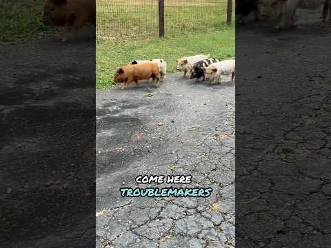 Their dad wasn’t impressed. #kunekune #piglet #cuteanimals #homestead