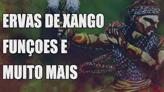 ERVAS DE XANGO FUNÇOES E MUITO MAIS