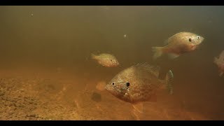 Apeman A80 Action Cam: Underwater Fish Footage