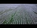 Cotton Rows Film