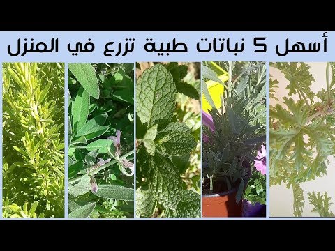 , title : 'أفضل 5 نباتات طبية و عطرية تزرع في المنزل بسهولة'