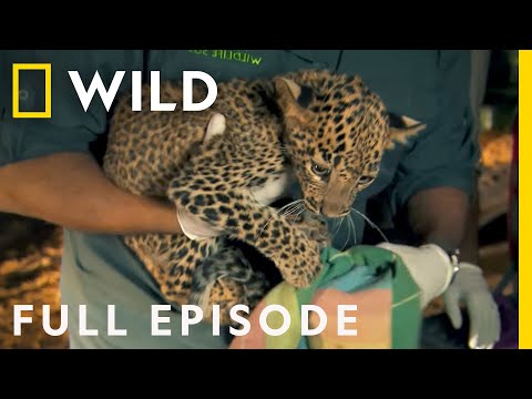 Saving Twin Leopard Cubs That Fell Down a Well (Full Episode) | Jungle Animal Rescue