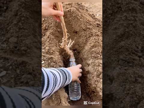Use bottle water to plant trees 🌳 Crazy idea #smartfarming #gardeningtips #plantcare