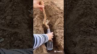 Use bottle water to plant trees 🌳 Crazy idea #smartfarming #gardeningtips #plantcare