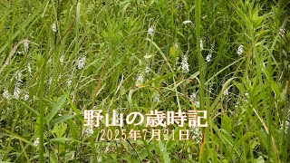 野山の歳時記　山野で咲く花、湿地の植物　2025年7月21日