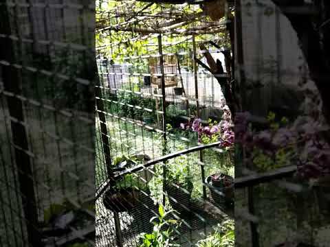 Ciblek nembak ngamuk ngamuk di aviary