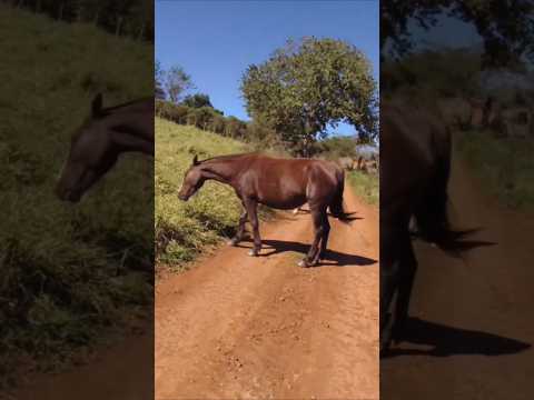 Fazenda de Claraval, minas gerais