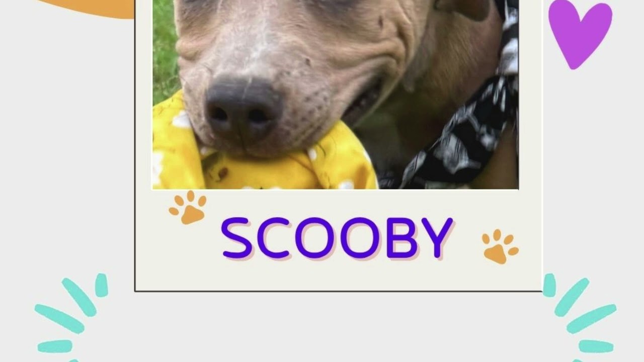Scooby Frisbee King, a ADOPTABLE mixed breed in Manchester, CT video 4/6