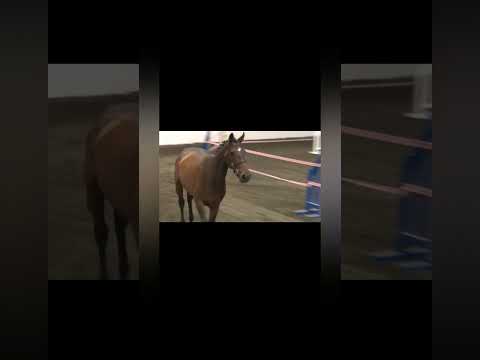 3yr old Quality Time filly - Image 2