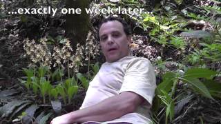 Japanese Wild Orchid Hunt: the Search for Calanthe sieboldii RELOADED