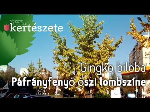 Ginkgo biloba - Páfrányfenyő őszi lombszíne - Ginkgo biloba fa rendelés