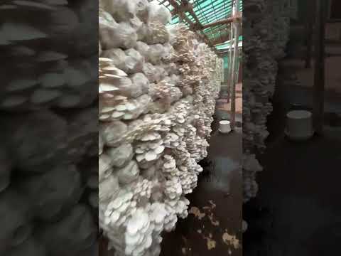 Pramukh mushrooms white oyster mushroom 100% pure powder, pa...