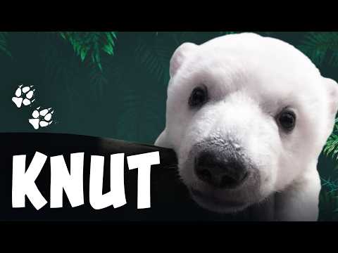 Knut: Das Abenteuer eines kleinen Eisbären - Wie alles begann