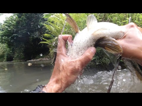 SE02EP087 - KALUGKUGAN ang DALAG sa BATUHAN ( Ilog na NAGMULA sa KABUNDUKAN ) Catch & Cook