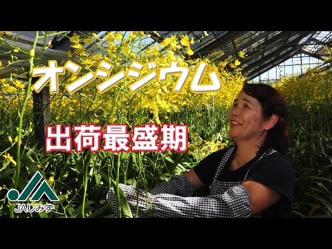 園芸 オンシジウム、誰もが手の届く範囲にあるコレクターの間で珍重される蘭