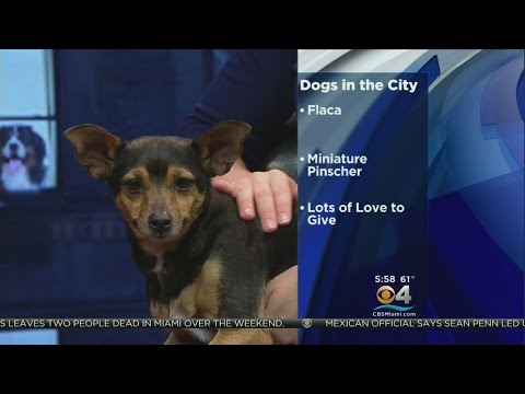 Dogs In The City: Flaca Needs A Home
