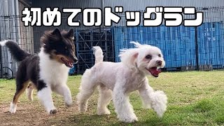 [生後5ヶ月]シェルティと初めてカインズホーム行ったよ🫶