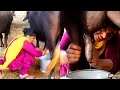 Buffalo Milking In Village Woman Working Routine Village Life Of Punjab Indian Rural Life