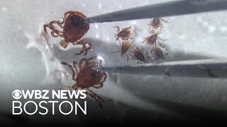 New Hampshire man battling deadly Powassan virus in Boston hospital
