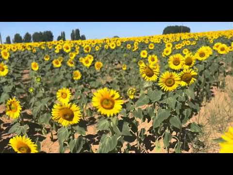 Field of Sunflowers near Calzada del Coto on the Camino de Santiago