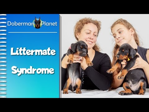 Getting Two Doberman Puppies at the Once—WATCH OUT!