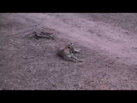 Djuma: Hosana and lone Hyena near Vuyatela pan - 05:42 - 09/15/18
